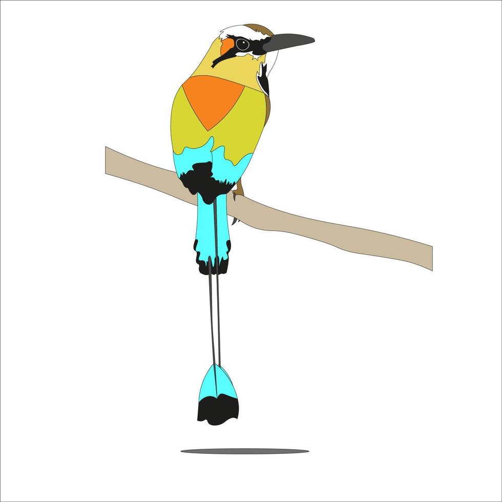 illustration of the Momotidae or motmot birds which all live in the forests of the Neotropics and Central America. vector