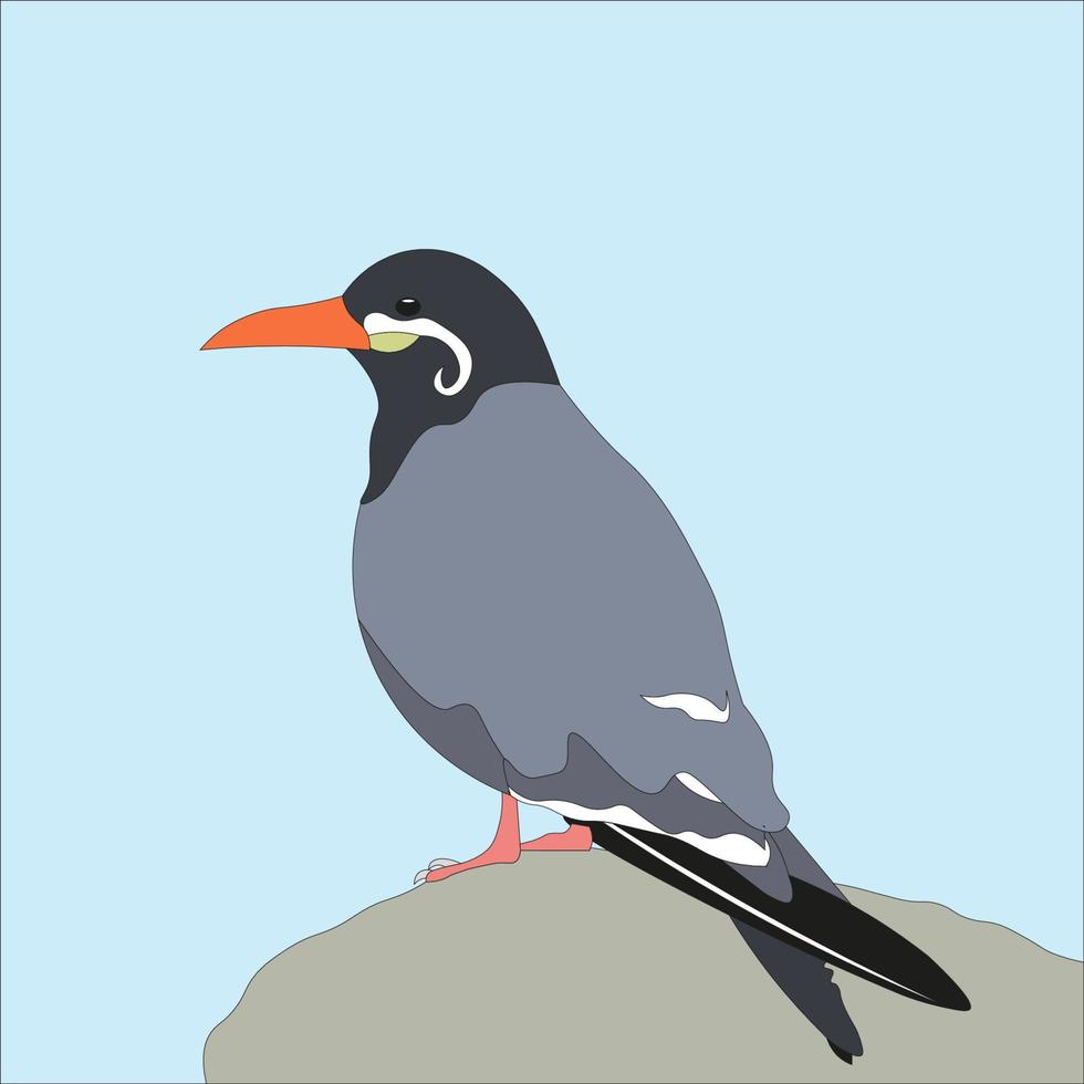illustration of an inca tern bird a unique bird that has a long white mustache vector