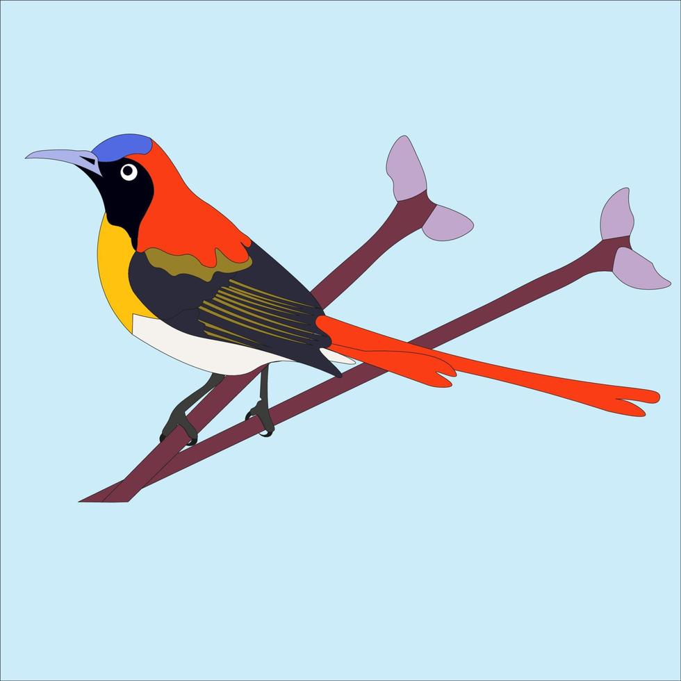 illustration of a red-tailed hummingbird, this animal has a small body and likes to suck flower honey vector