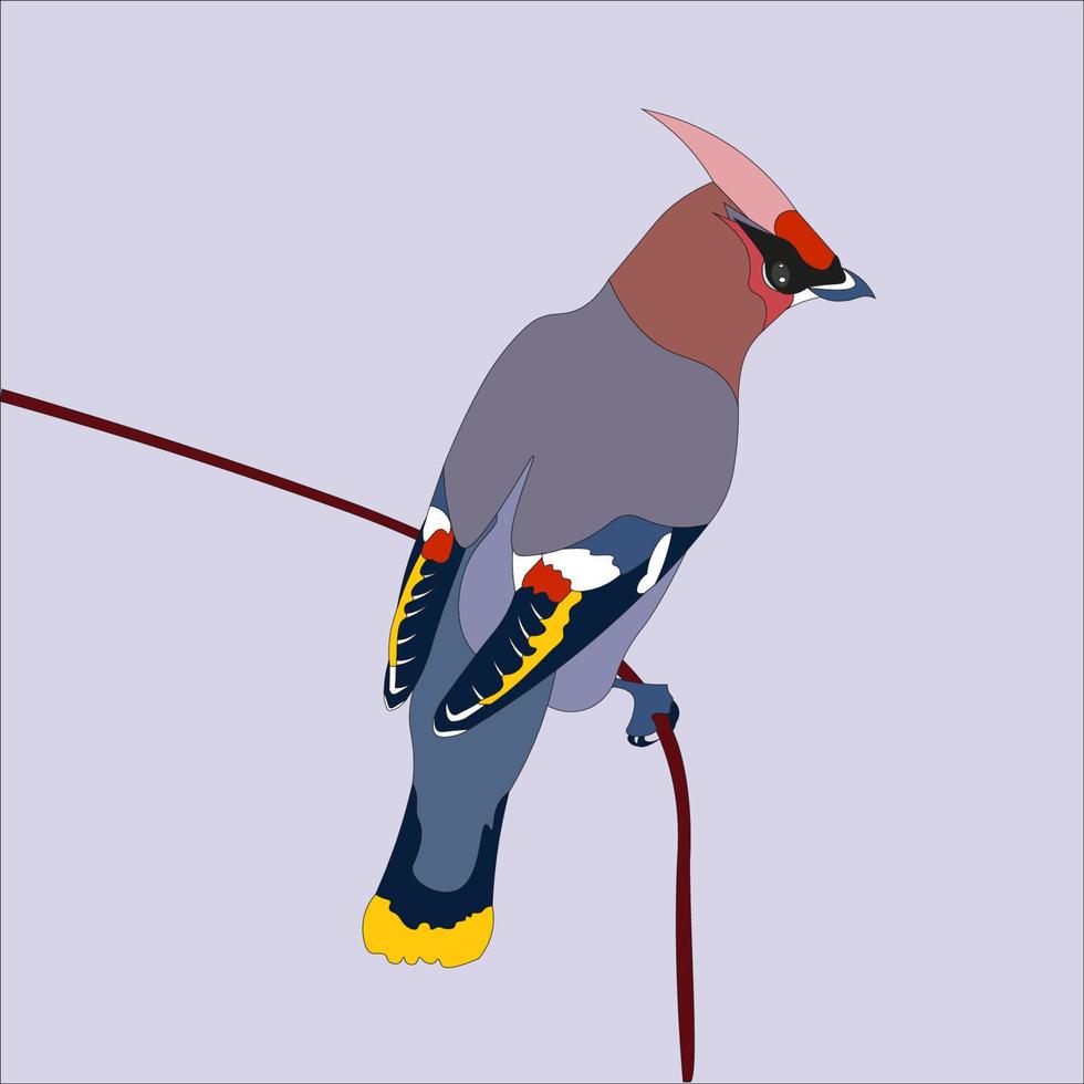 illustration of a bohemian waxwing bird that has the characteristic of wearing a black mask and likes to eat seeds and fruit vector