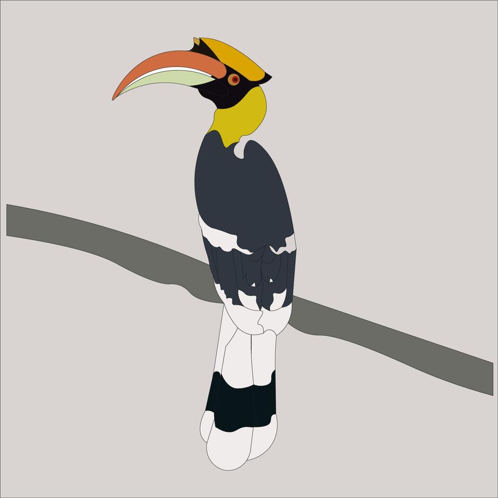 illustration of a rangkong which is one of the typical Indonesian hornbill species vector