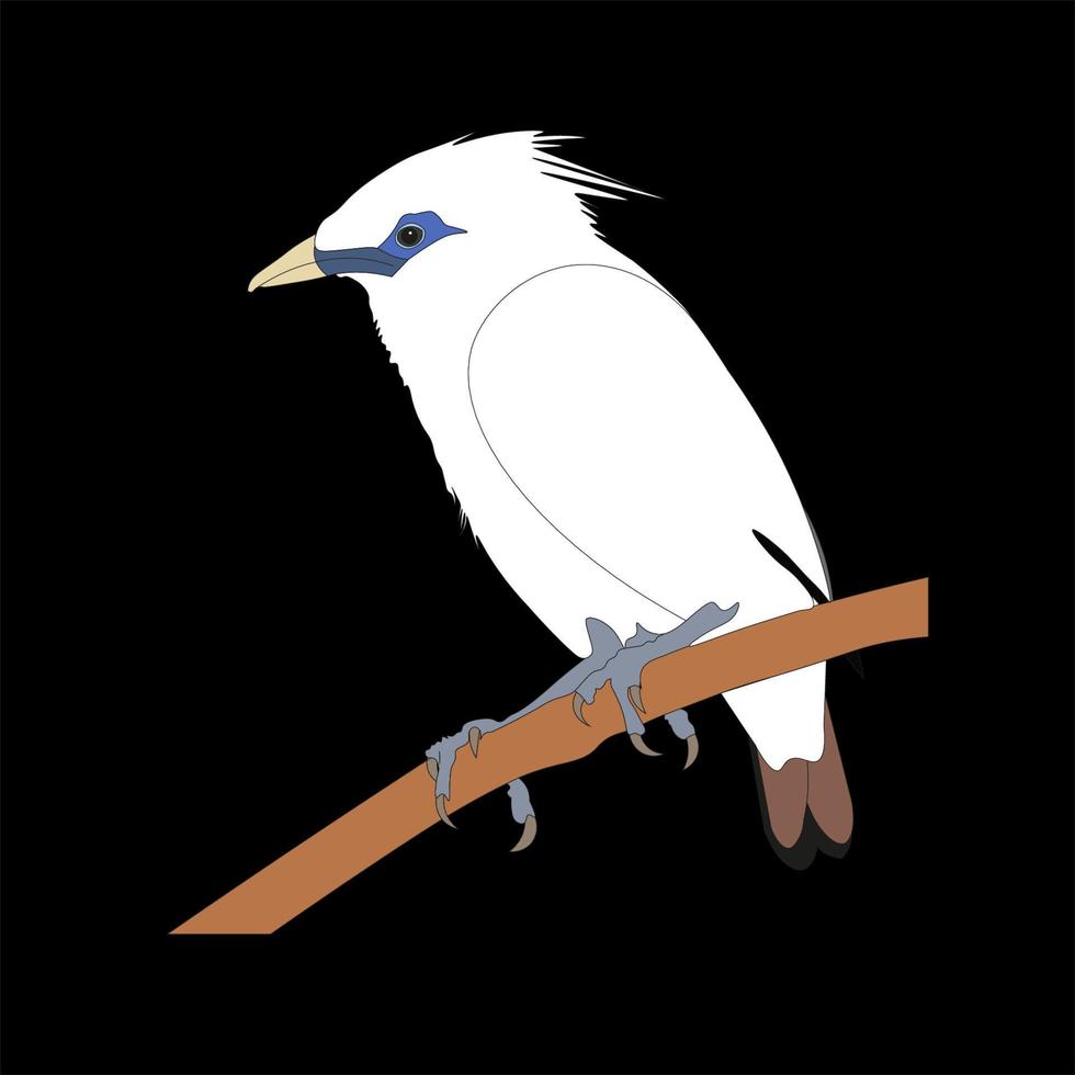 Illustration the bali starling is a medium sized warbler, which is commonly found on the island of Bali. vector