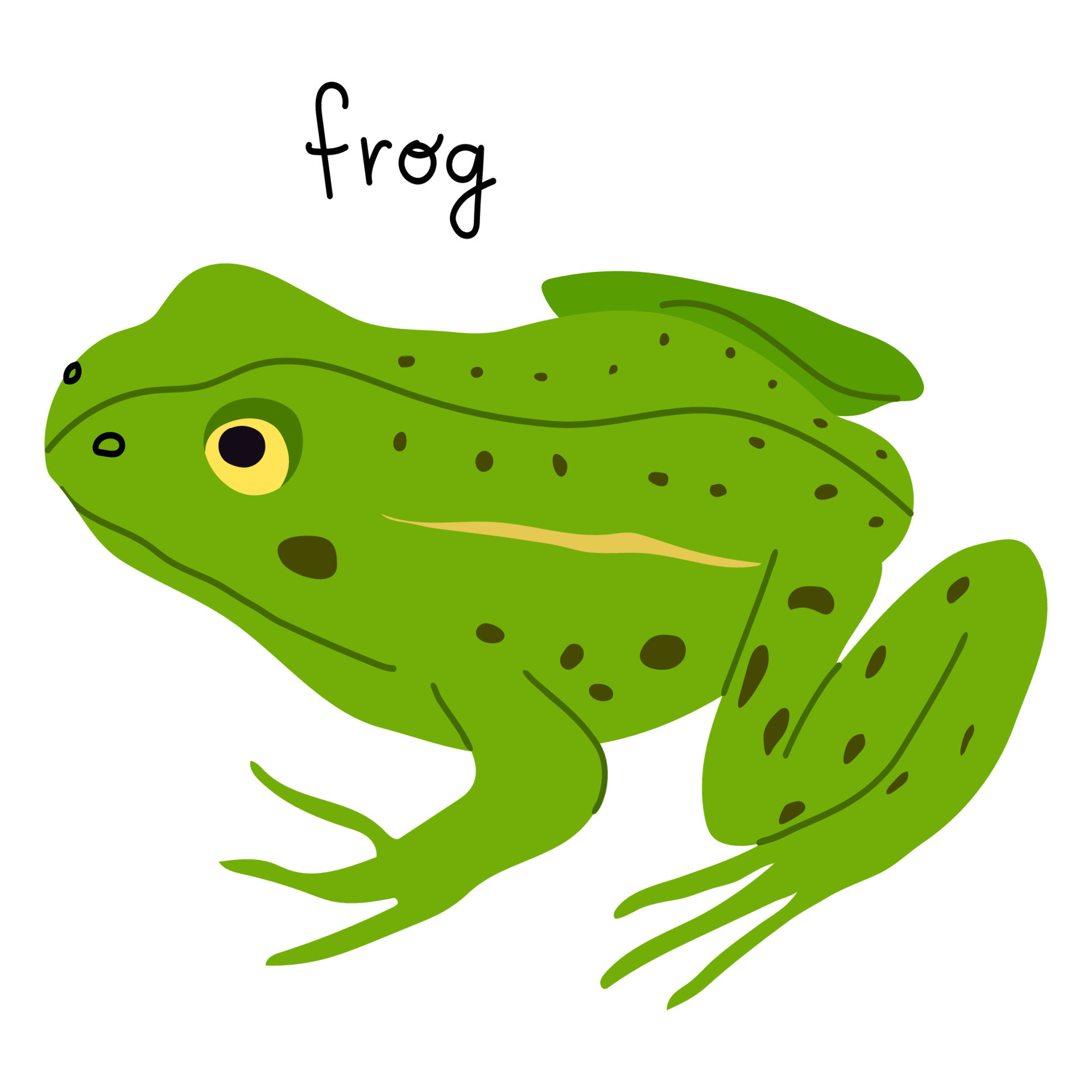 Green frog vector illustration isolated on white background. Hand