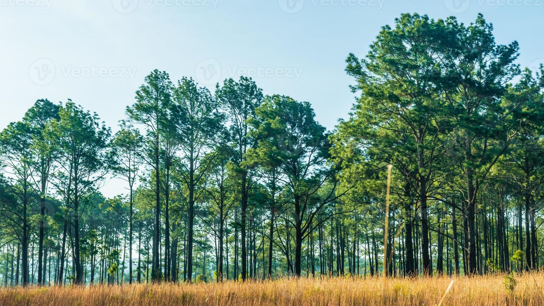 Pine forest in summer at Thung Salaeng Luang National Park, Thailand. photo