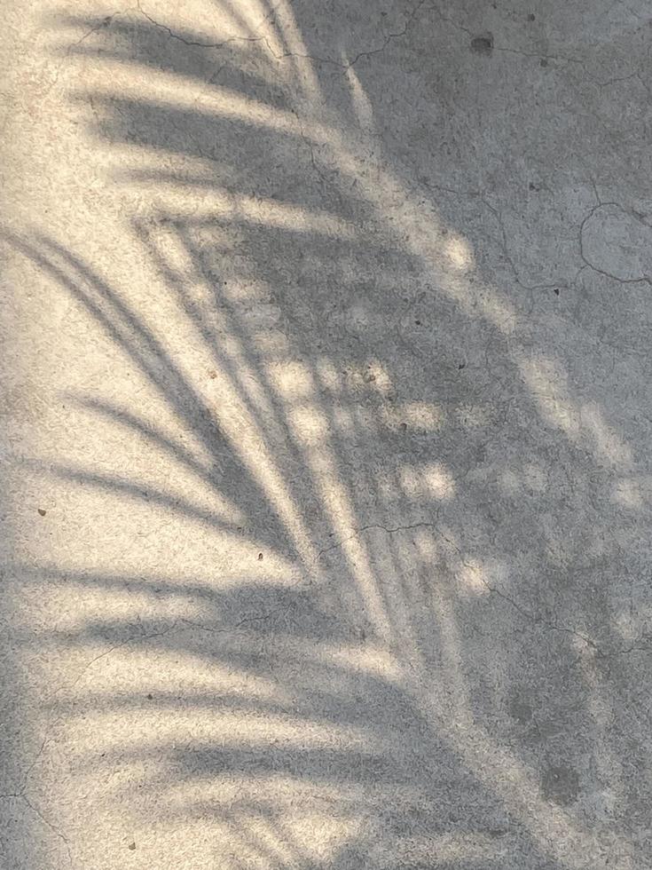 Shadow leaves on old wall background photo