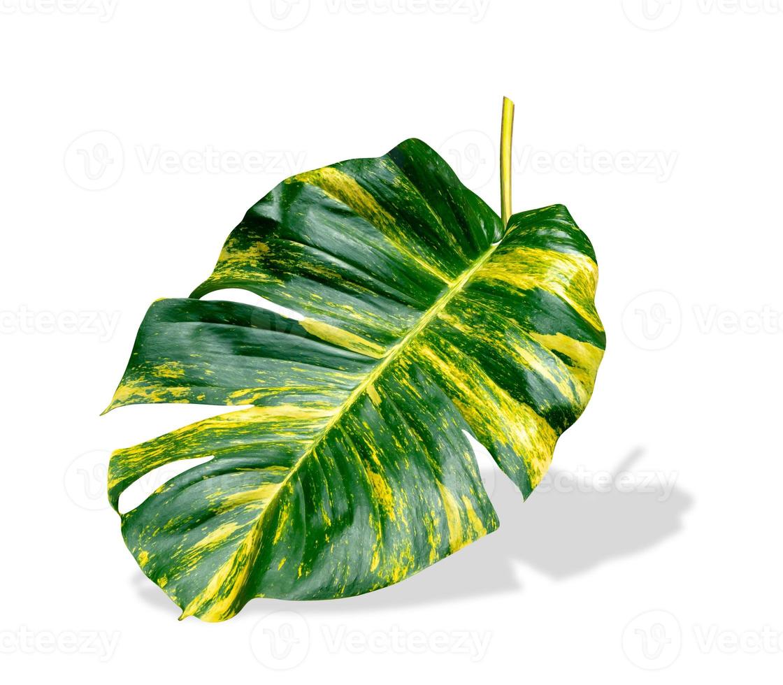 green leaves pattern of Epipremnum aureum foliage isolated on white background,leaf exotic tropical,Devil's ivy, Golden pothos,include clipping path photo