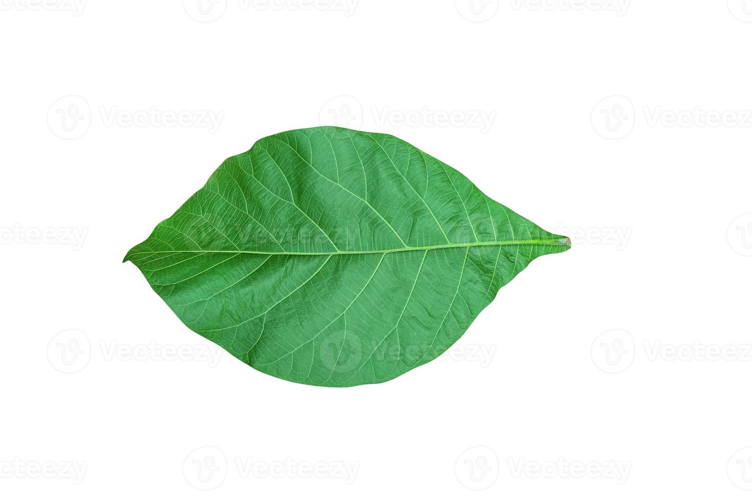 Green leaves pattern,leaf teak isolated on white background,include clipping path photo