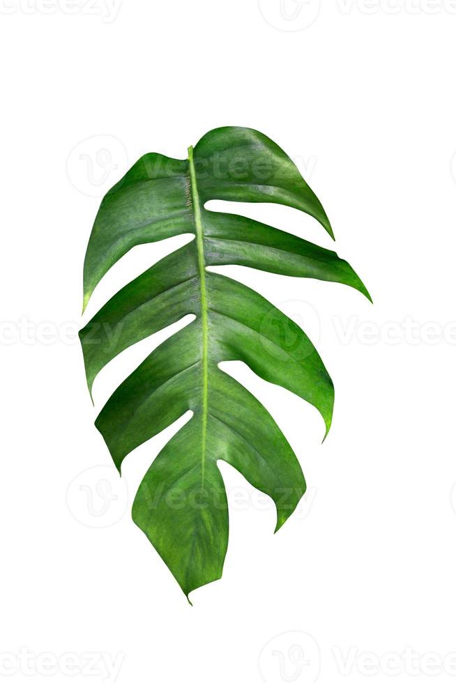 Green leaves pattern,leaf monstera isolated on white background,include clipping path photo