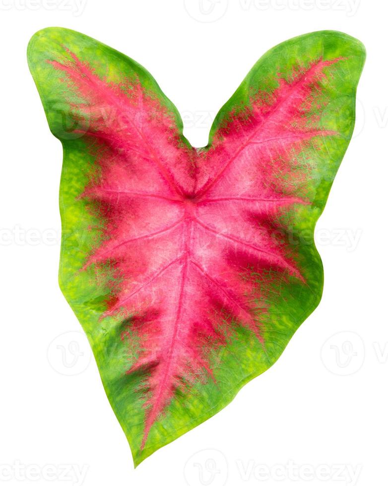 leaves pattern of Caladium or Heart Of Jesus leaf isolated on white background,include clipping path photo