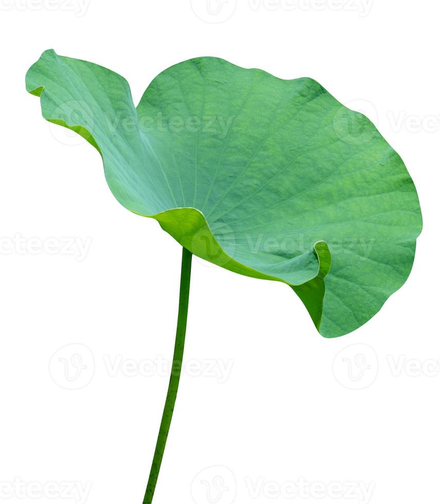 Green leaves pattern,leaf lotus isolated on white background,include clipping path photo