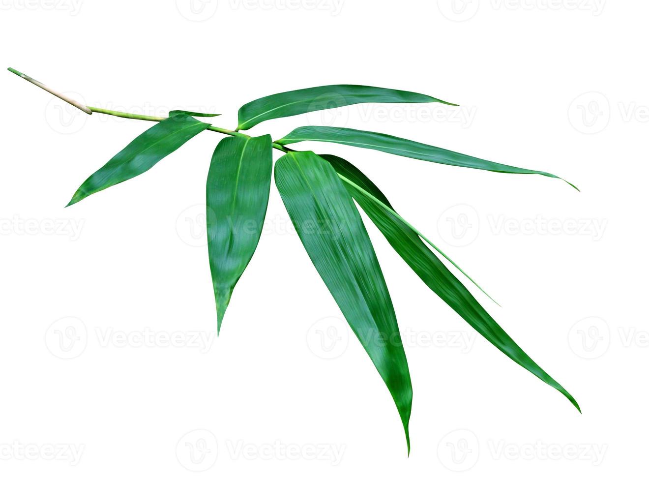 Green bamboo leaves pattern isolated on white background,Front view photo