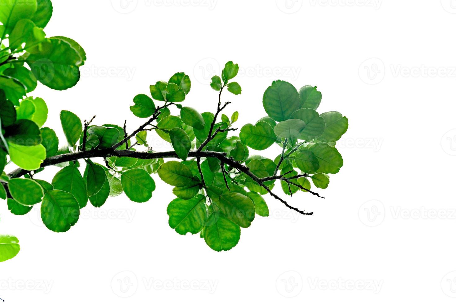 Green leaves pattern of pomelo isolated on white background photo