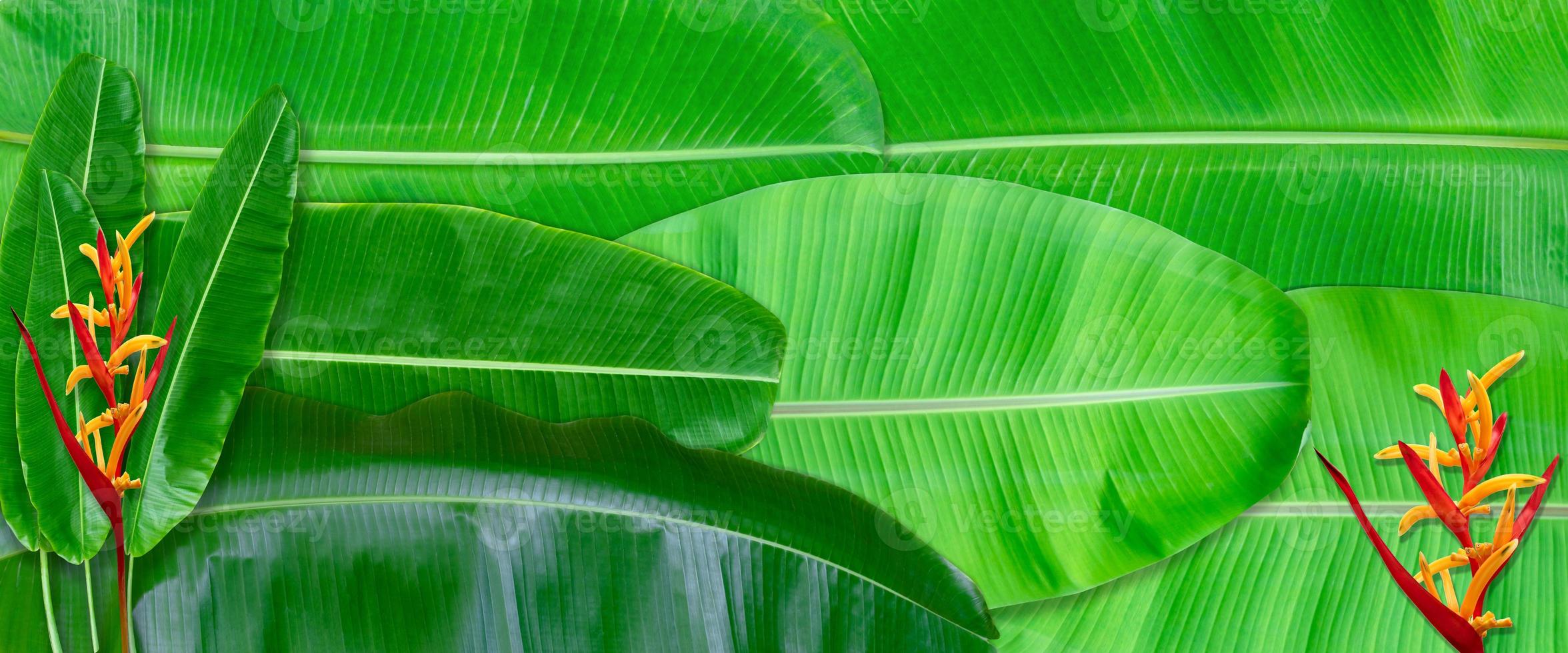 Green leaves pattern for nature concept,tropical leaf textured background photo