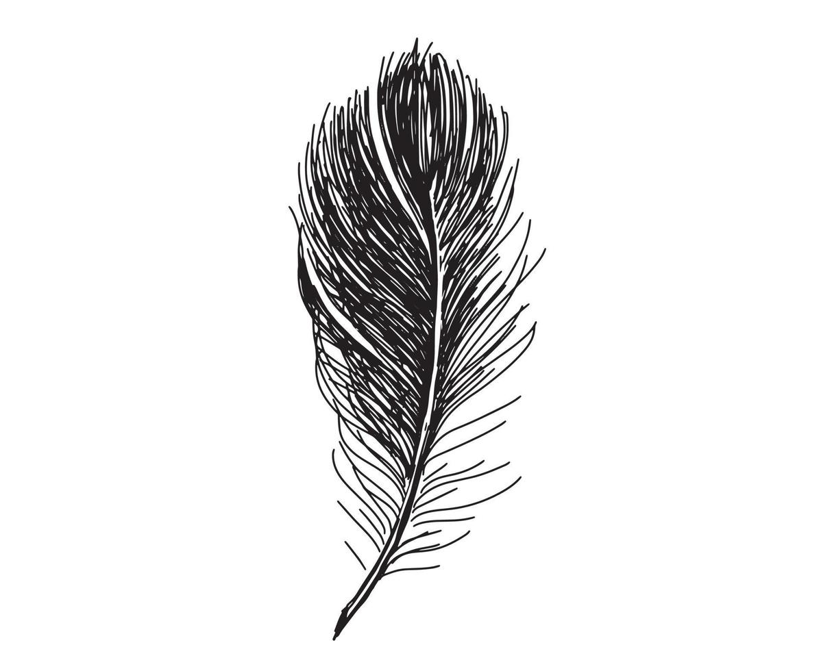 Feathers on white background. Hand drawn sketch style. vector