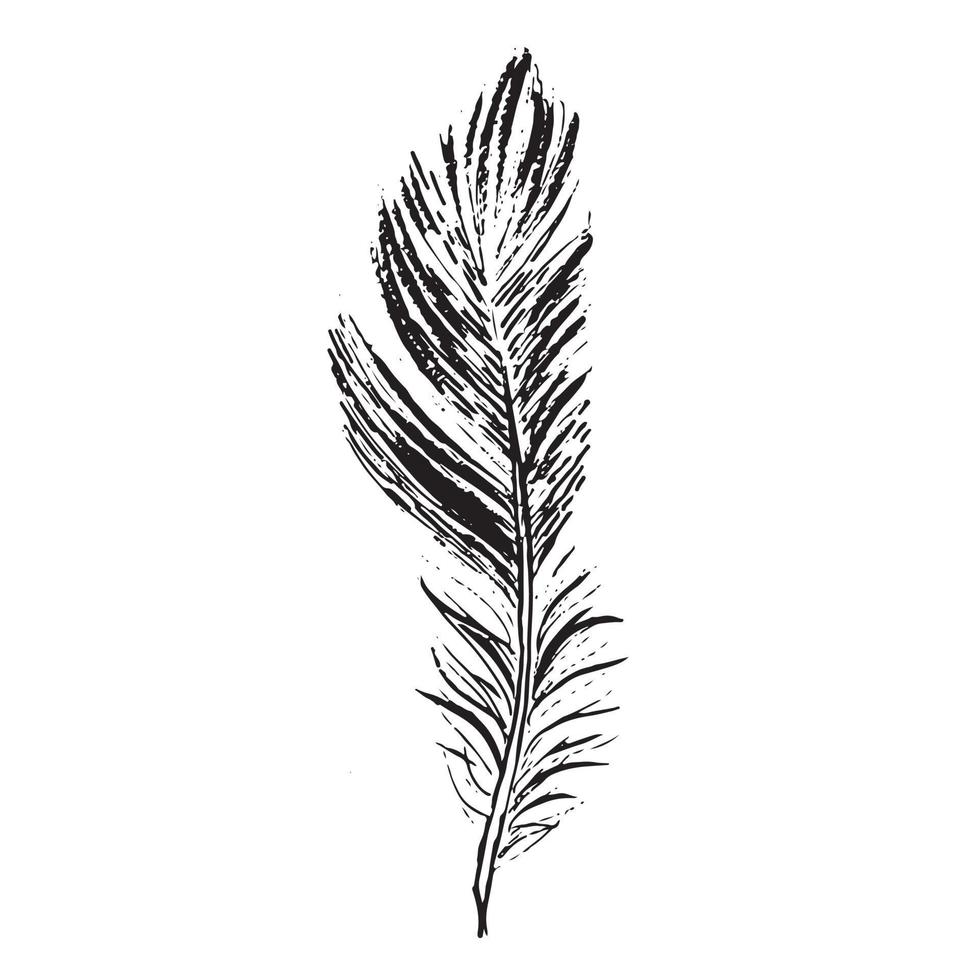 Feathers on white background. Hand drawn sketch style. vector