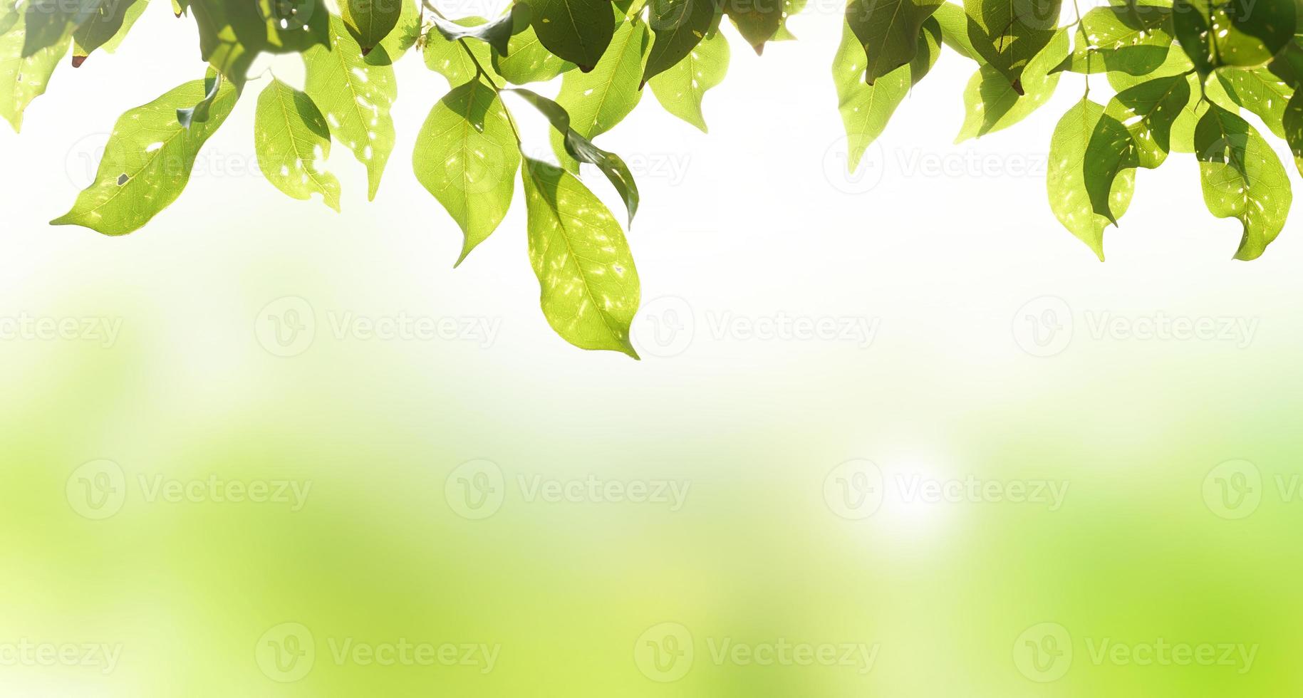 Nature of green leaf background, spring forest and sun rays, green wallpaper photo