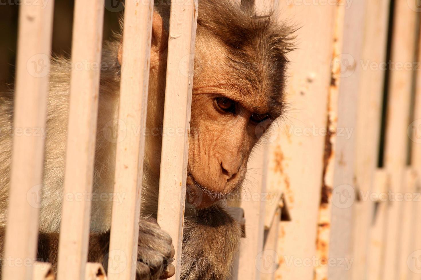 Bonnet Macaque Monkey Behind the Fence. photo