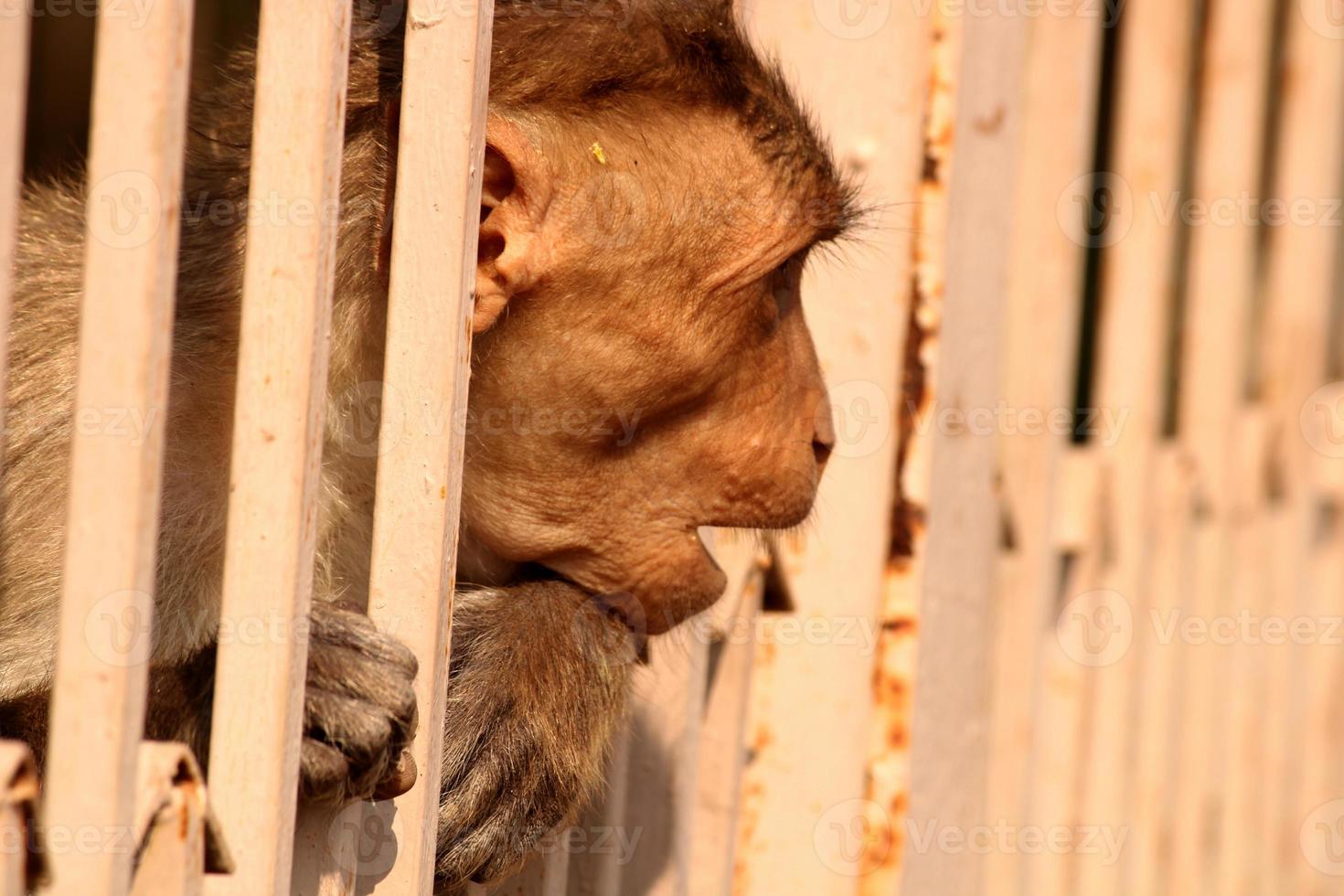 Bonnet Macaque Monkey Behind the Fence. photo