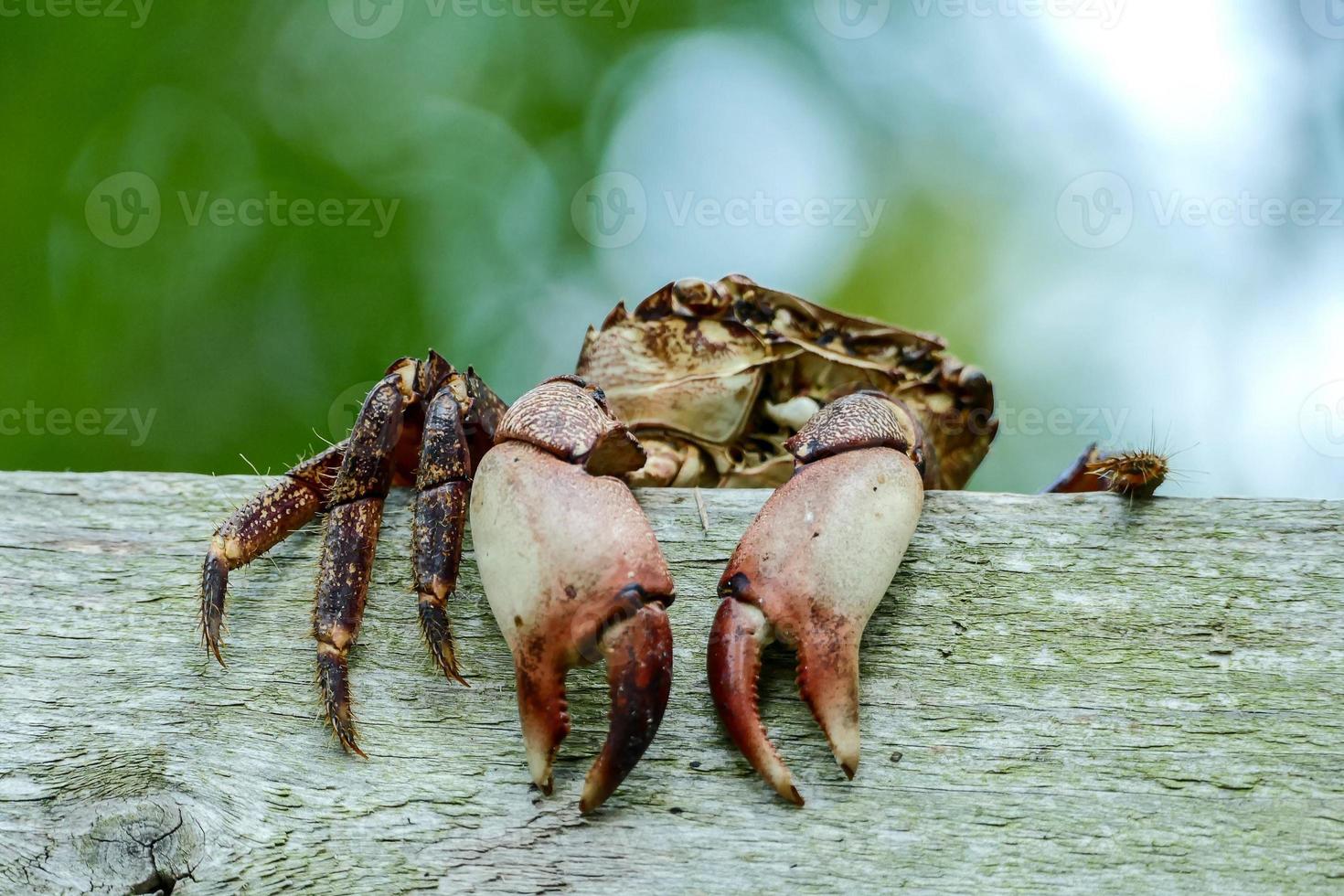 Crab crawling on the dock photo