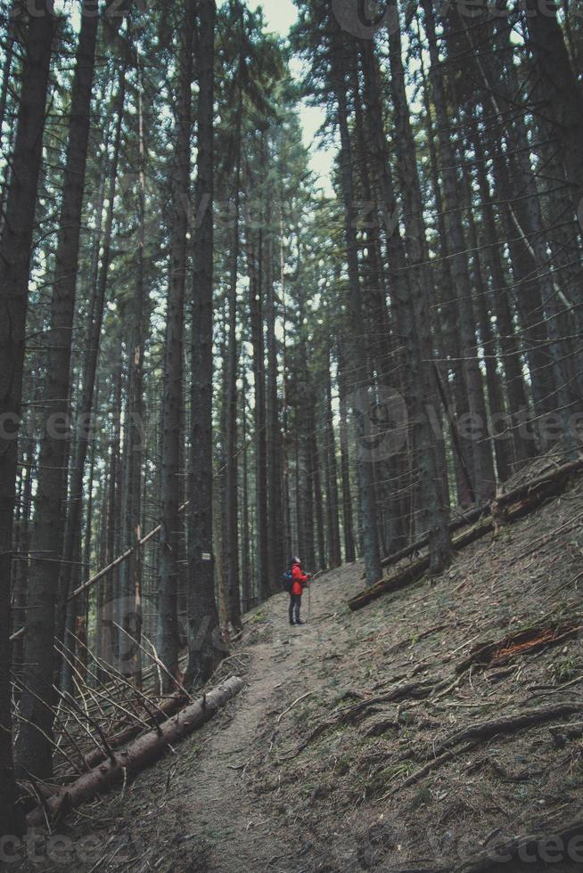 Female traveler standing on slope in forest landscape photo