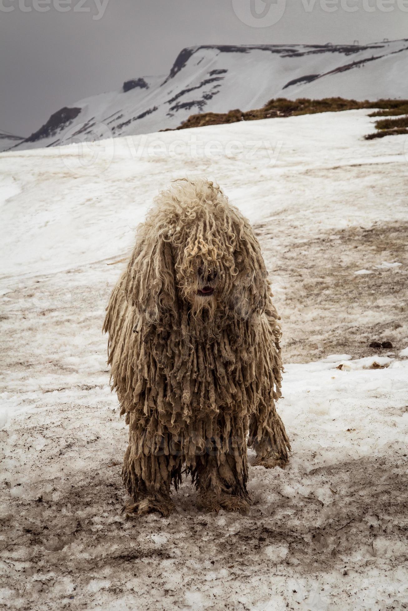 Close up domestic shaggy dog on snowy mountain slope concept photo