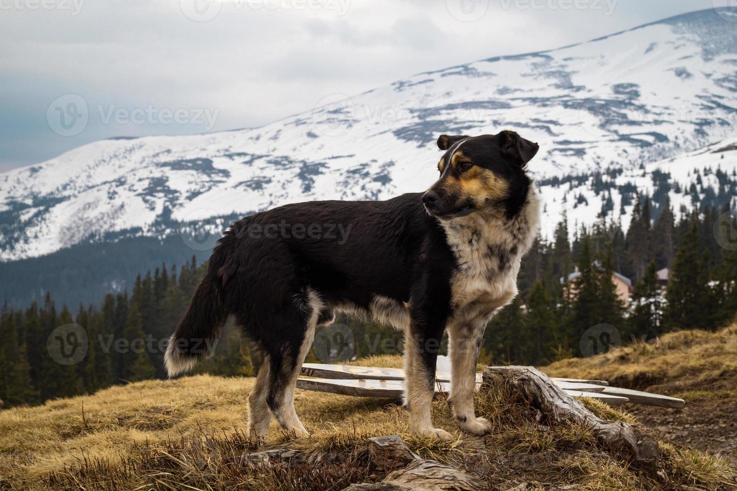 Close up domestic mongrel dog standing on hill concept photo