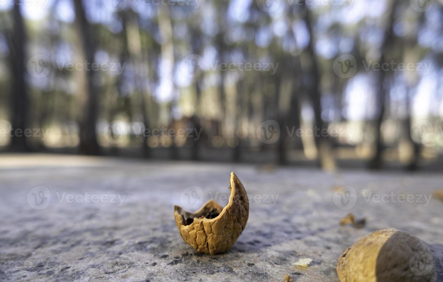 nuez conchas en el bosque foto