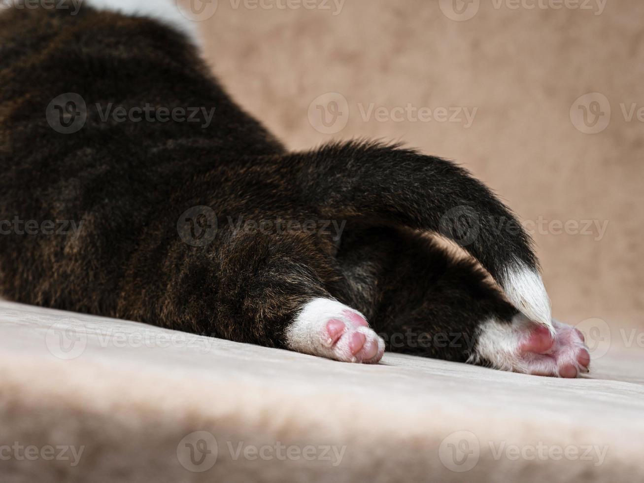 The tiny newborn corgi puppy . Welsh Corgi Cardigan. photo