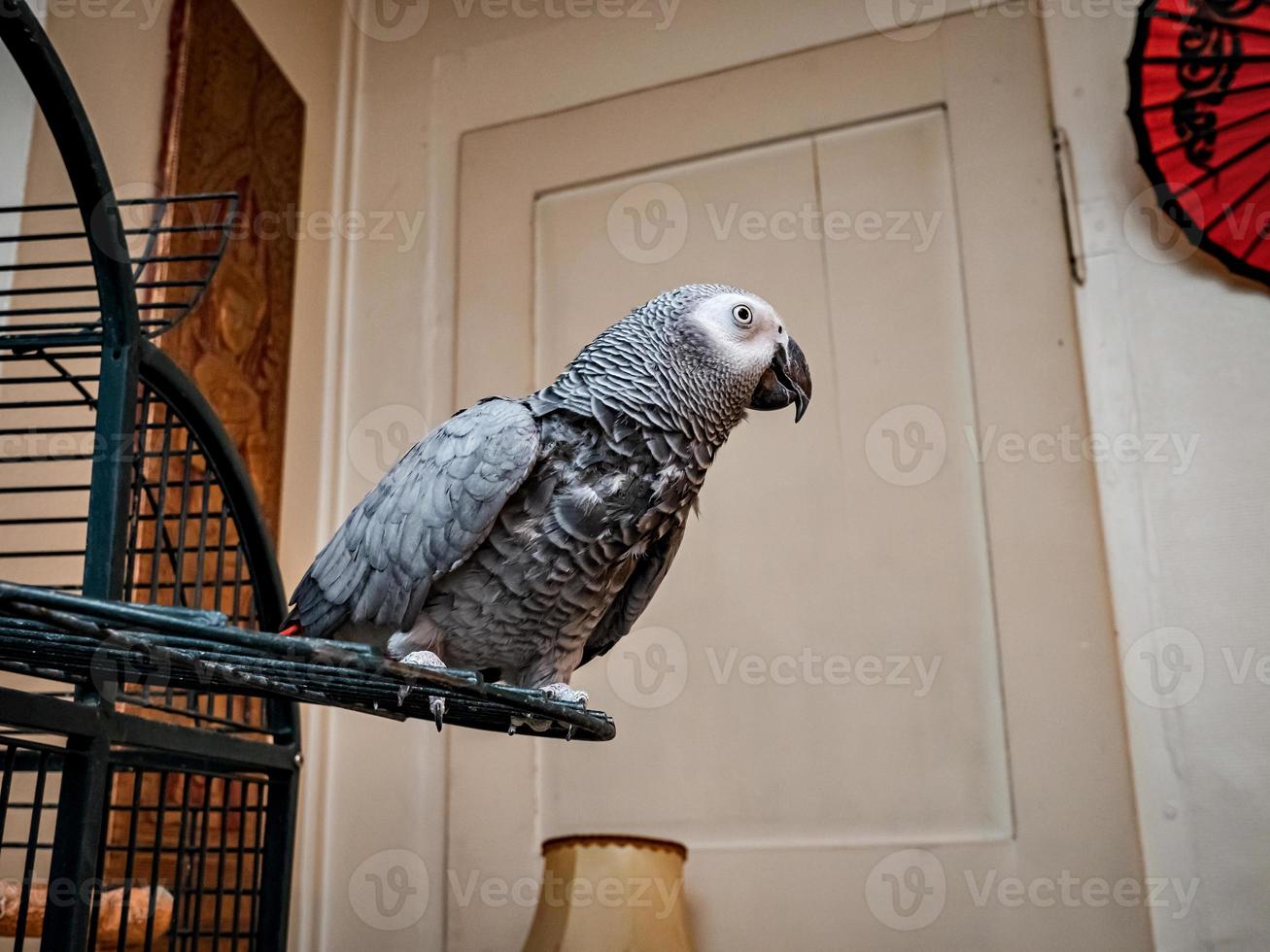 A large gray macaw parrot lives at home photo
