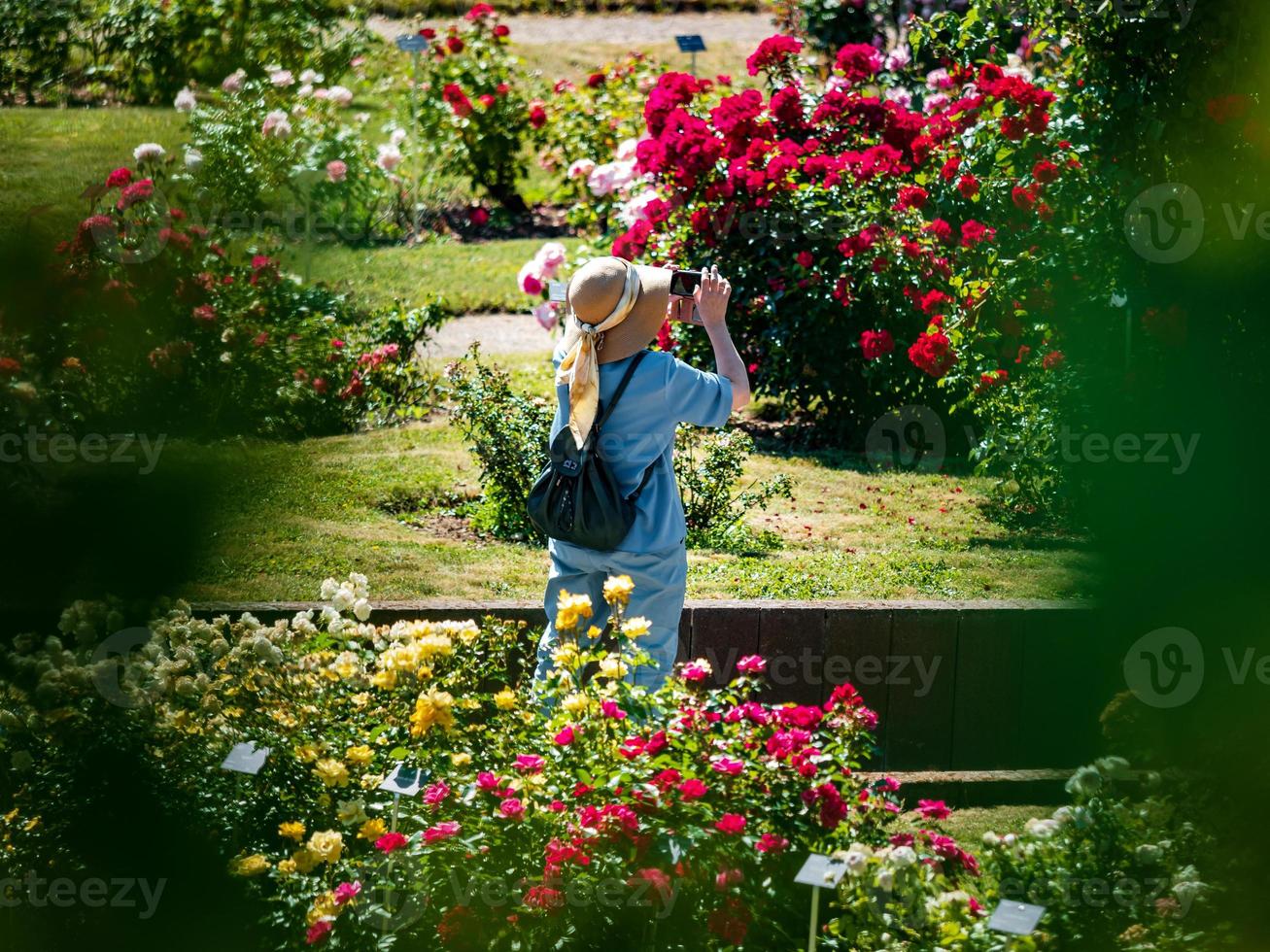 Rose garden in Saverne. Museum of Flowers. photo