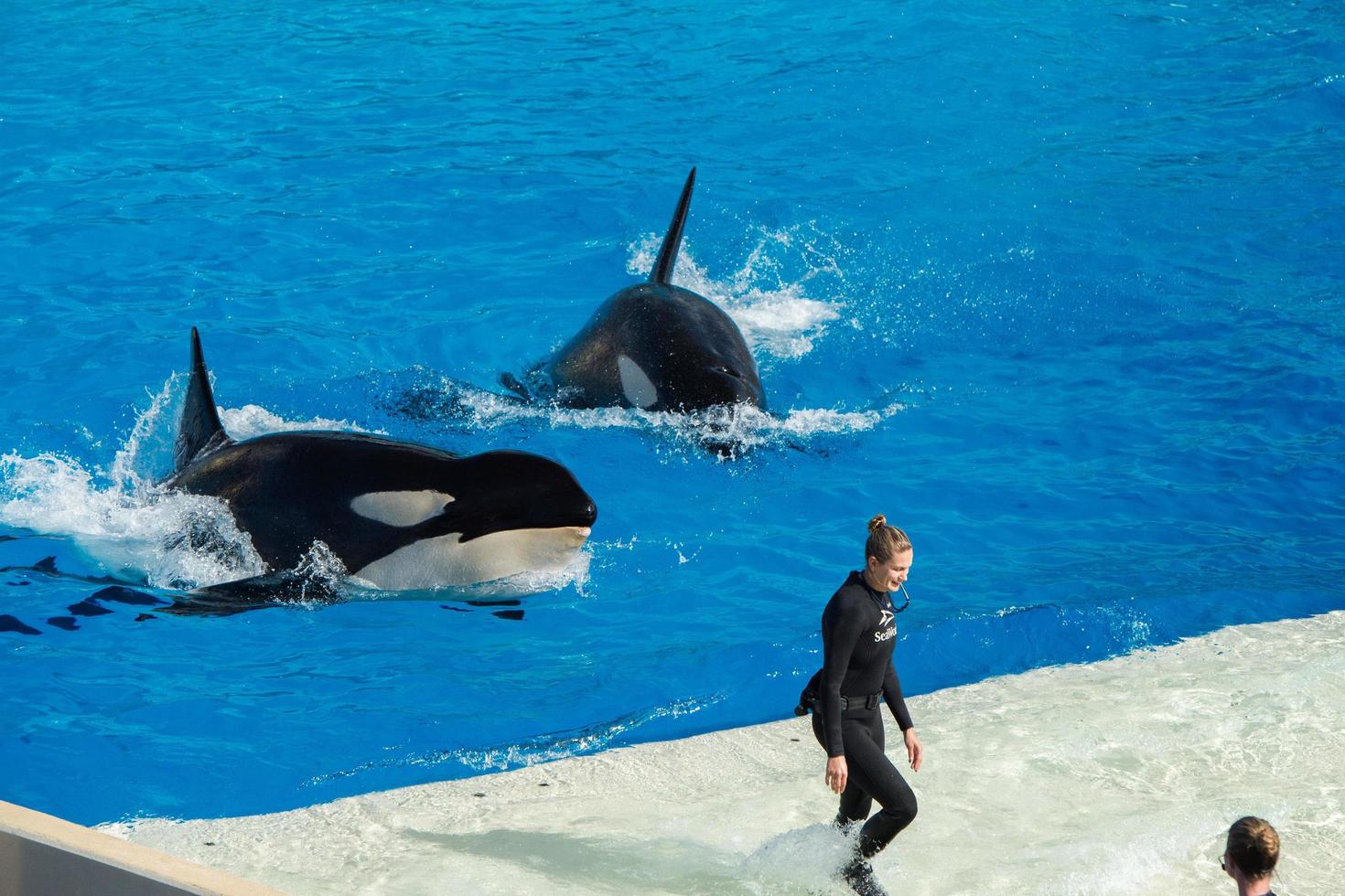 SAN DIEGO, USA - NOVEMBER, 15 2015 - The killer whale show at Sea World photo