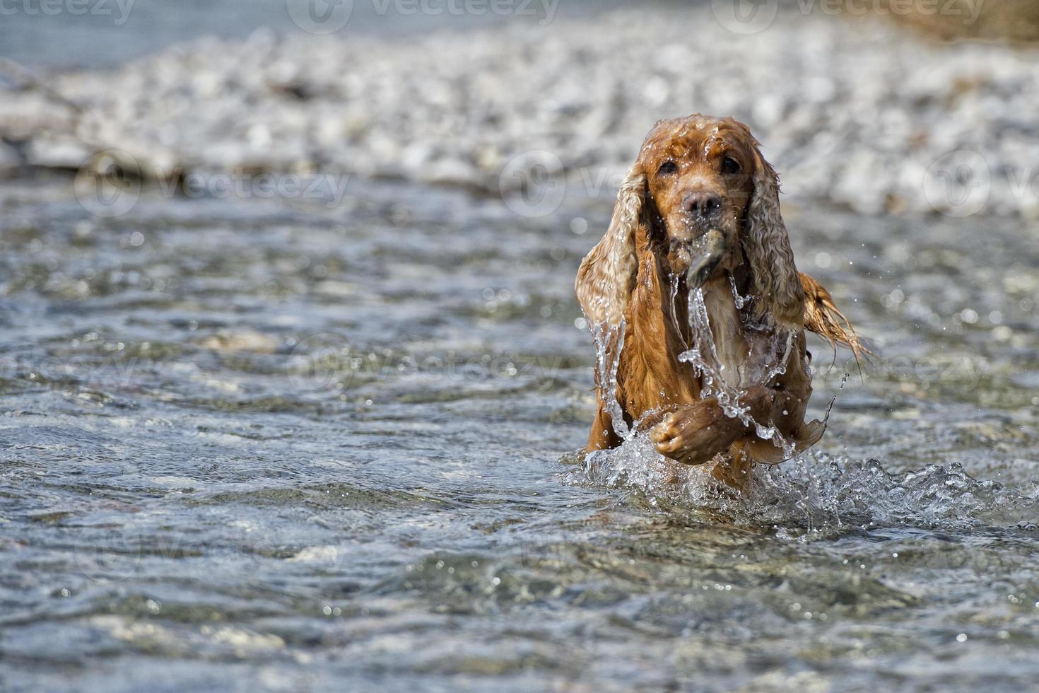 Happy Dog English cocker spaniel while running to you photo