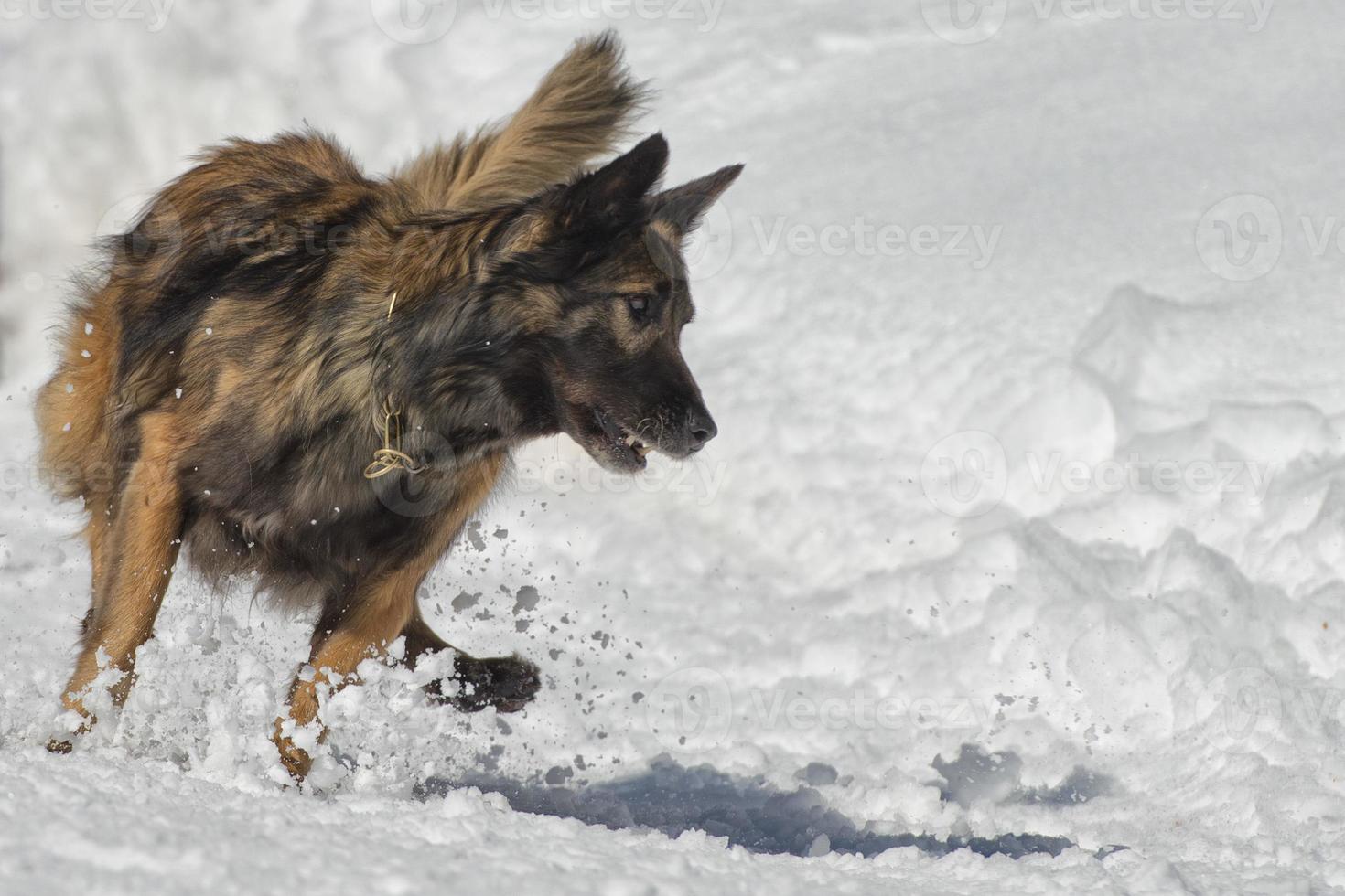 Dog while running on the snow photo