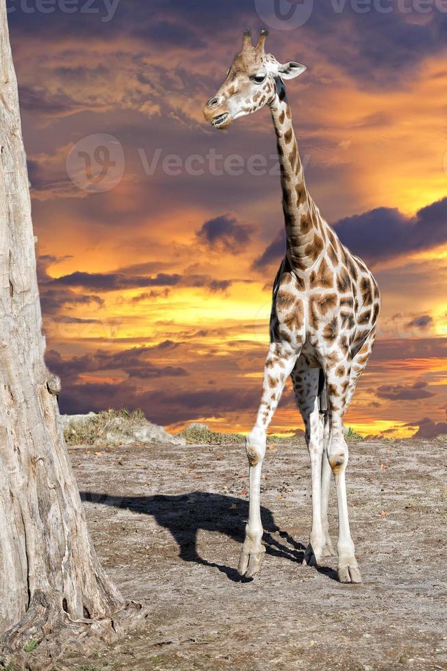 Retrato de cerca de jirafa aislada mientras come foto