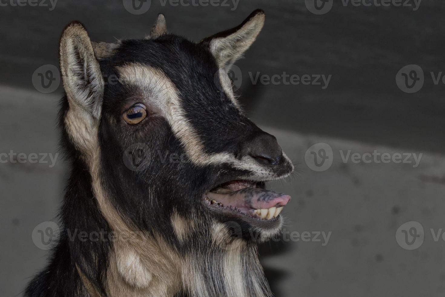 Black and white sheep while bleating photo