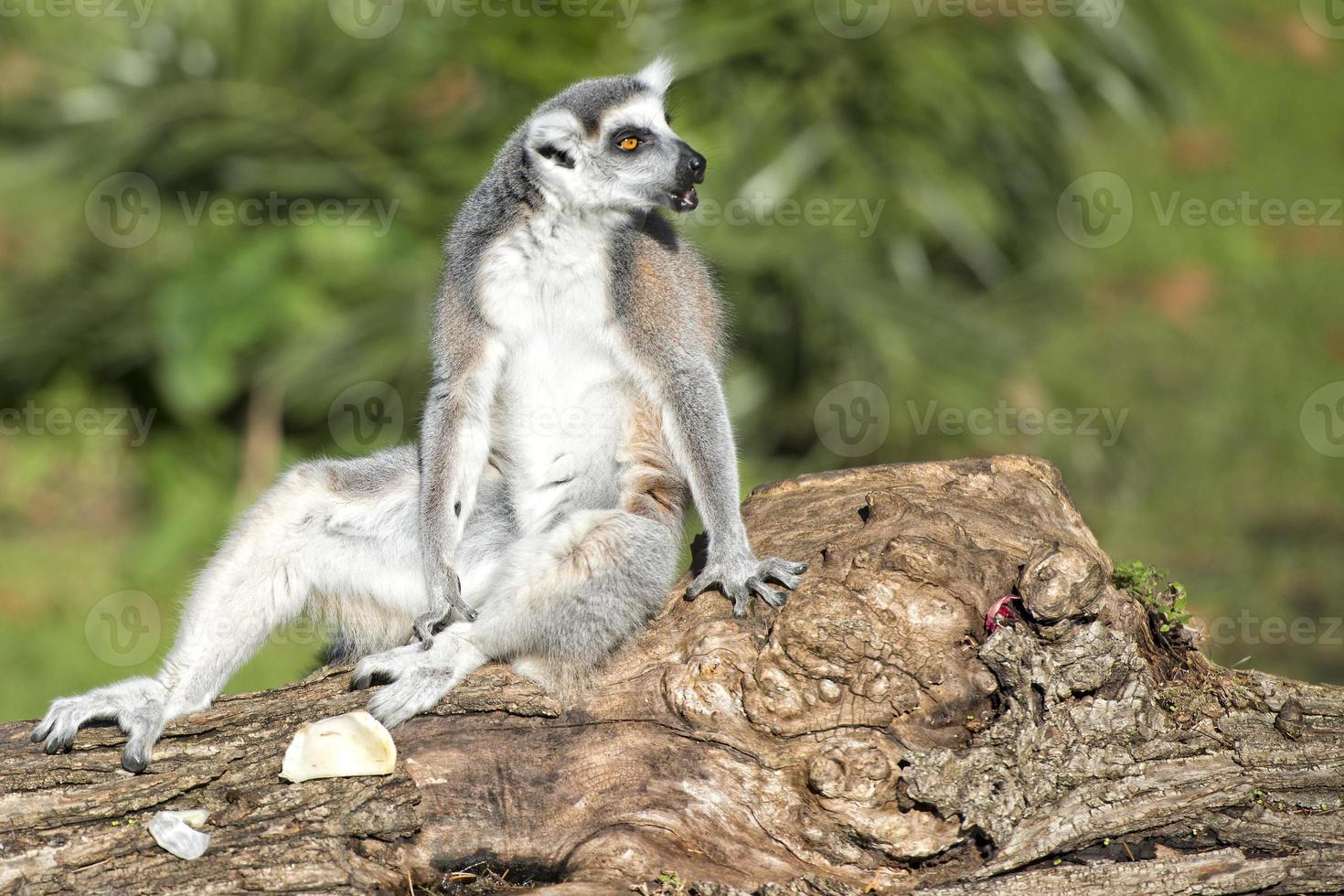 lemur monkey while spreading arms to the sun photo