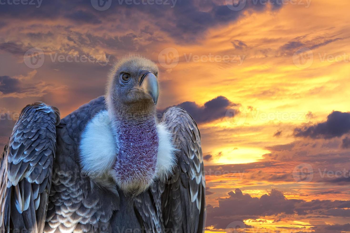 vulture, buzzard looking at you photo