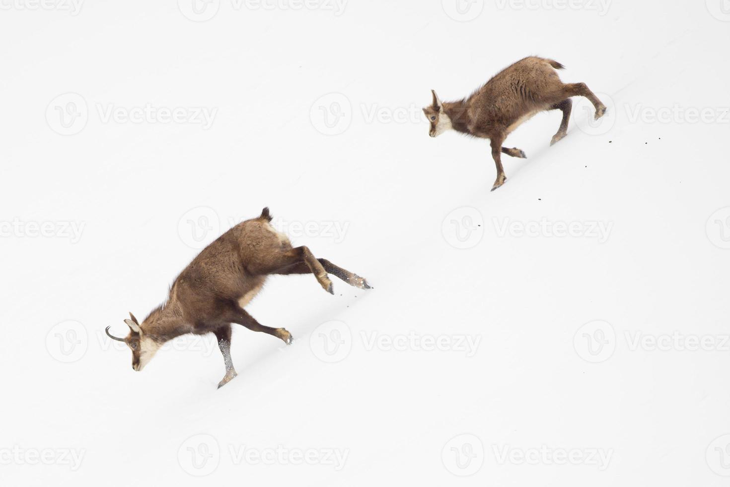 An isolated chamois deer in the snow background photo