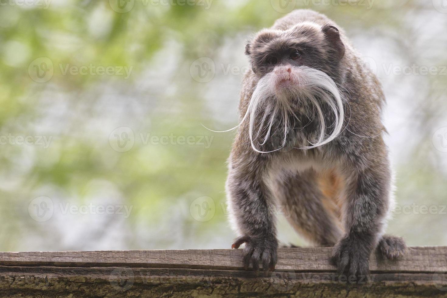 Emperor Tamarin monkey photo