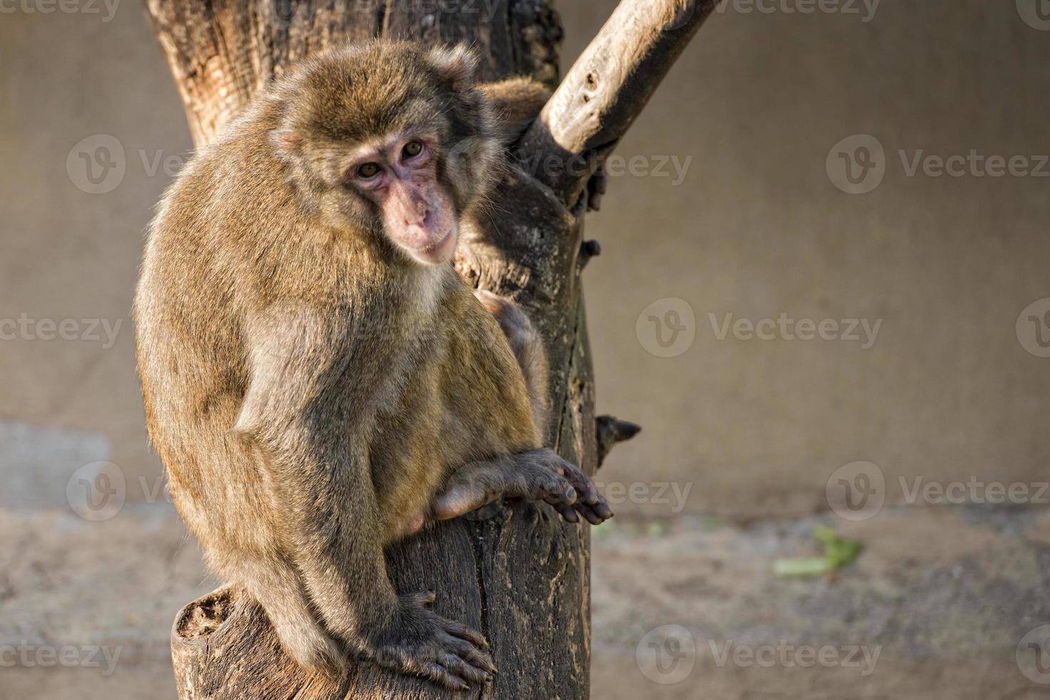 japanese macaque monkey portrait photo