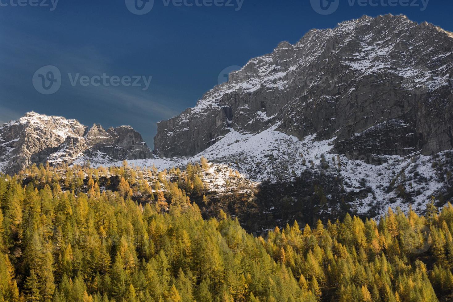 pines on mountain in autumn season photo