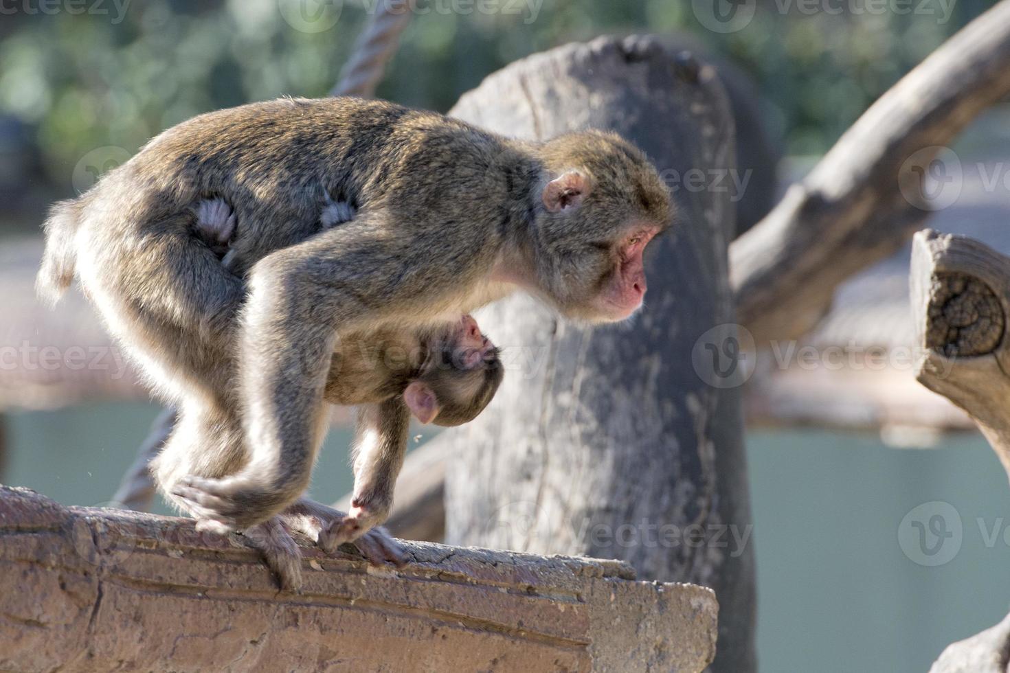 japanese macaque monkey portrait photo