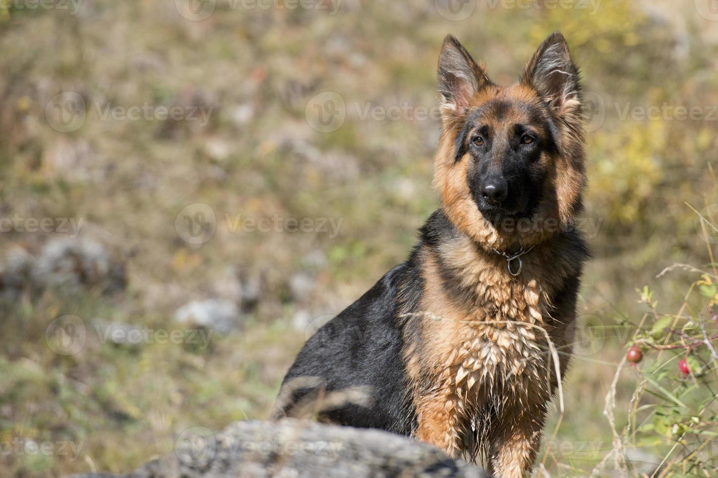 german shepard while looking at you photo