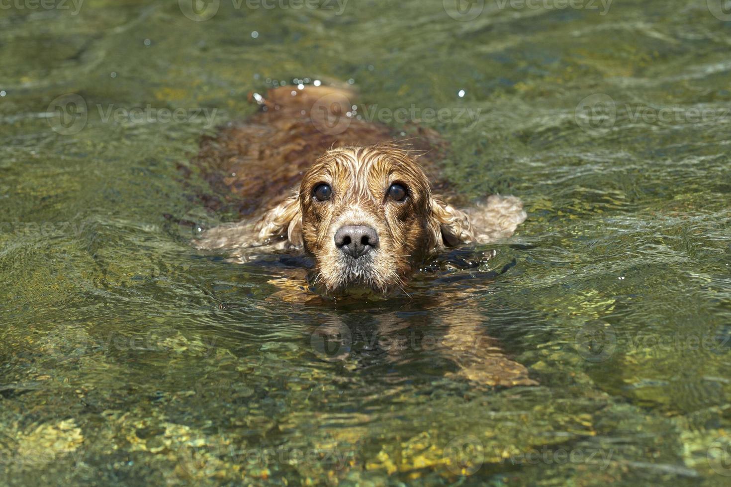 Puppy dog english cocker spaniel photo