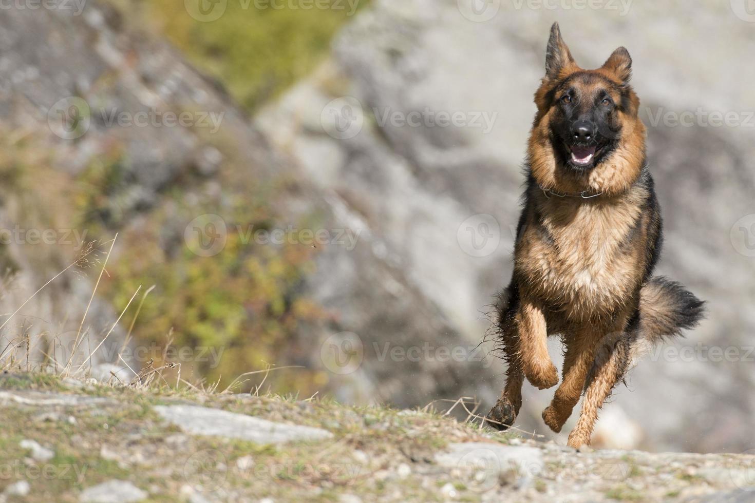 alemán Shepard mientras corriendo a usted foto