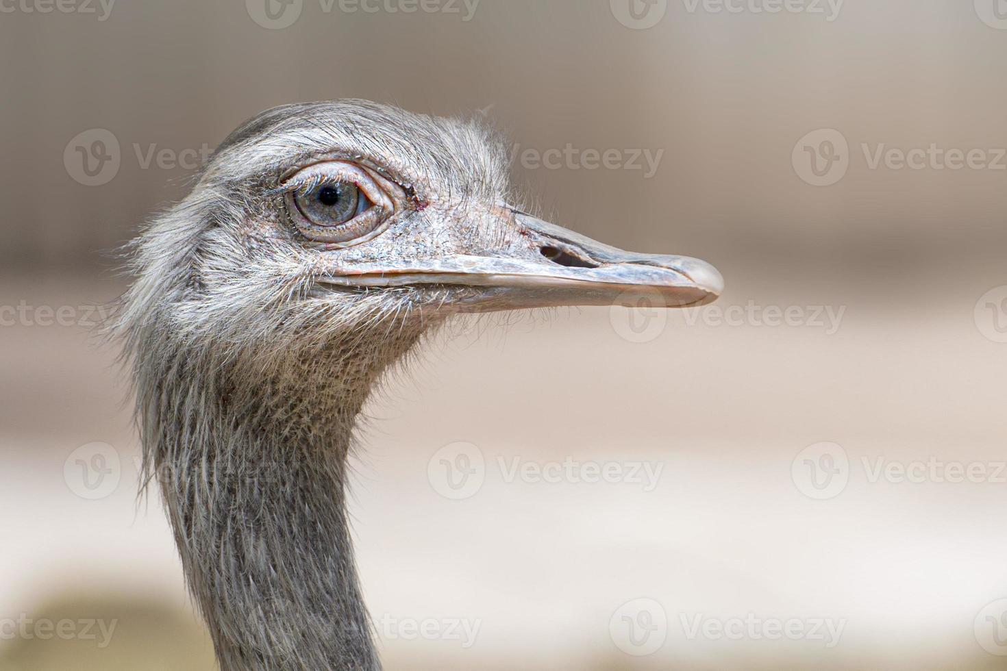 aislado avestruz mirando a usted foto