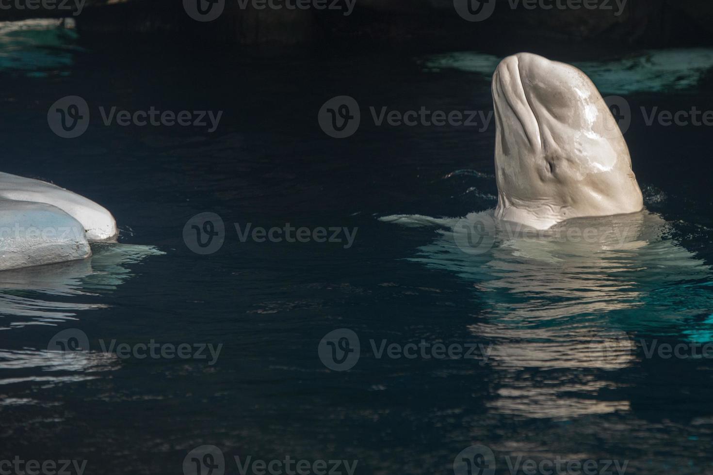 retrato de delfín blanco de ballena beluga foto