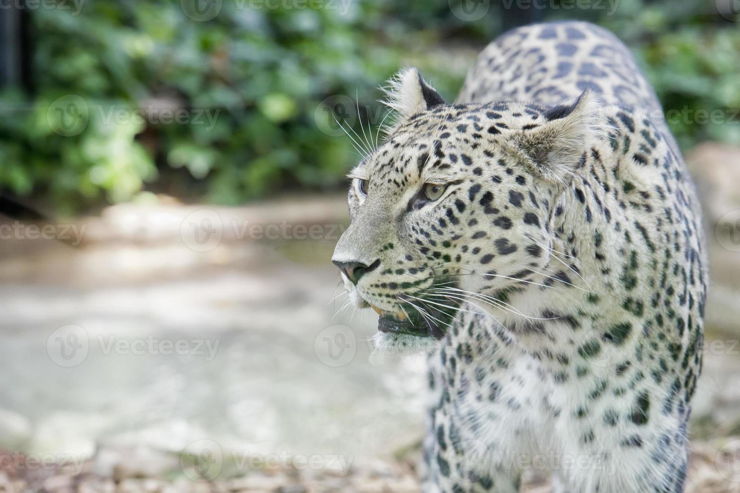 jaguar leopardo chetaa retrato foto