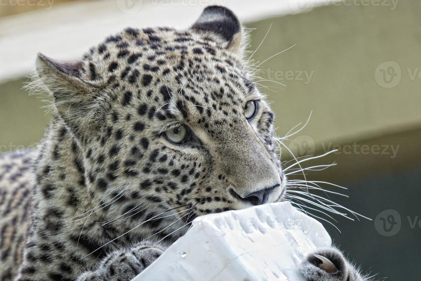 jaguar leopardo chetaa cerrar retrato aislado foto