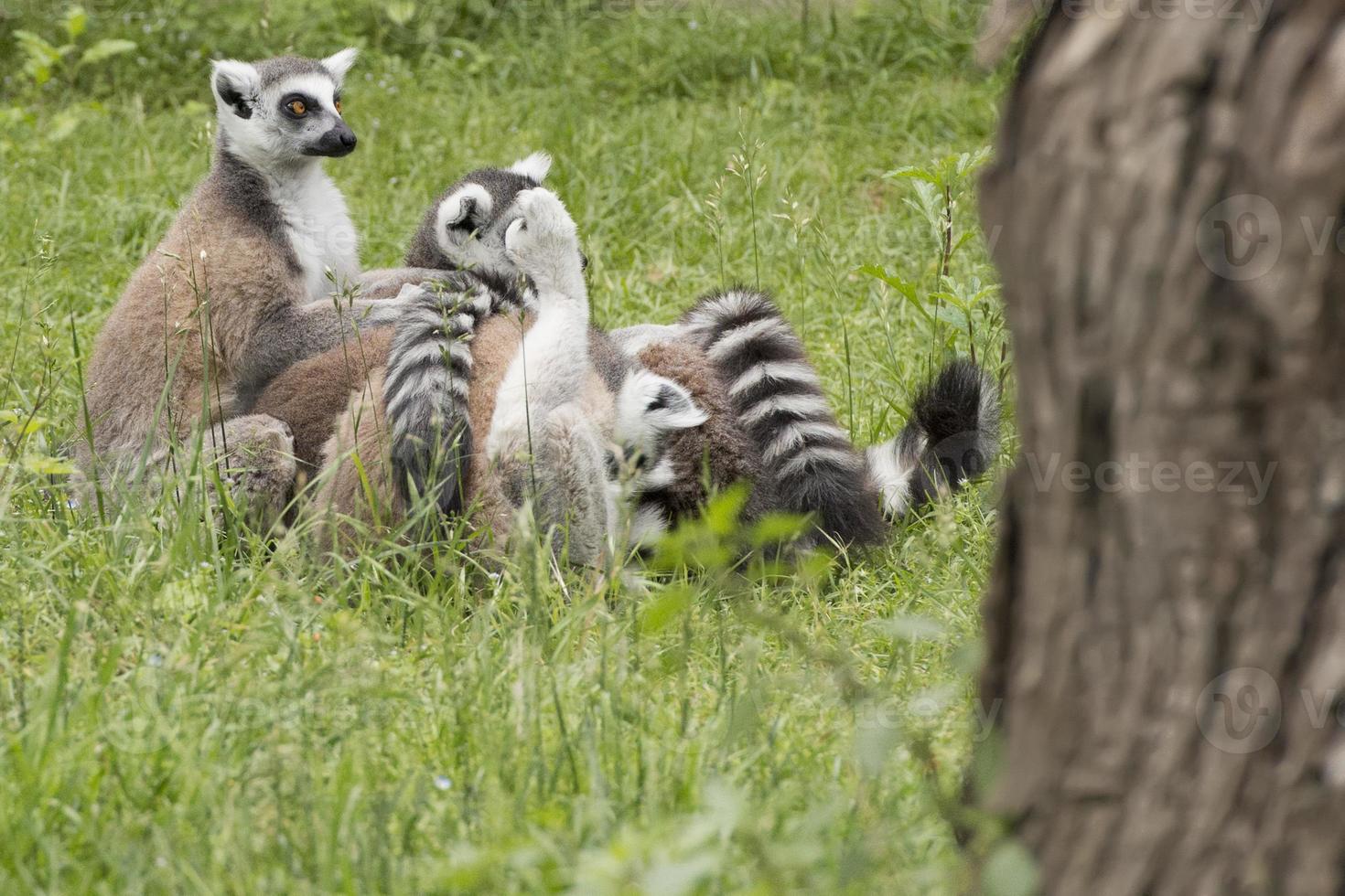 A lemur family photo